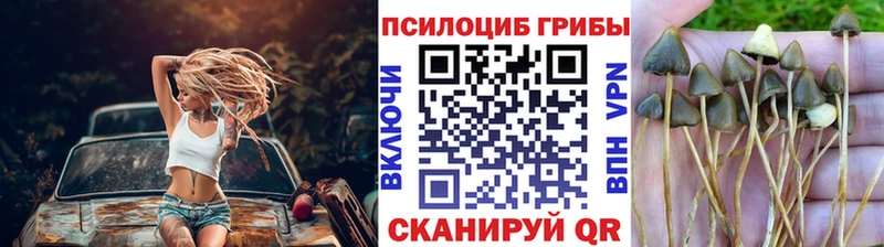 Галлюциногенные грибы Psilocybe  Мончегорск 